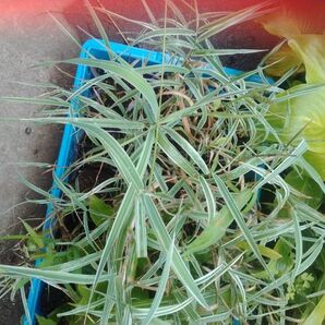 シマガヤ;シマヨシ;十和田葦の名前も