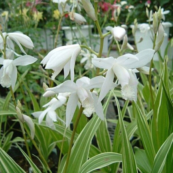 紫蘭の白花、白覆輪斑入り葉と白い花の着生ラン
