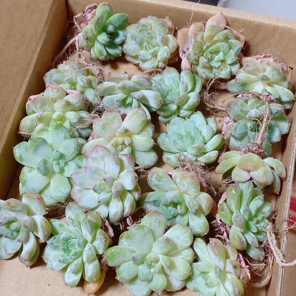 韓国苗 多肉植物 エケベリア 3-4センチ 30苗セット