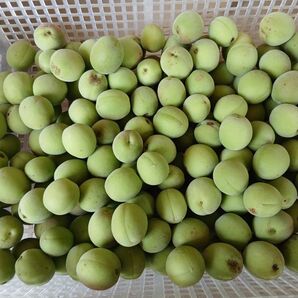 青梅 南高梅 4キロ、広島県産産地直送農薬不使用