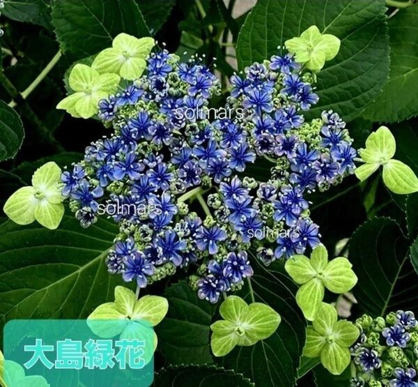 ●保水キャップで輸送時安心♪● 大島緑花 紫陽花 ハイドランジア 挿し穂 2節×2本
