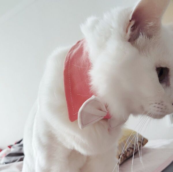ペット 首輪 犬 猫 アクセサリー リボン付き 蝶ネクタイ型 シャツ型 お誕生日 お祝い イベント 催事に