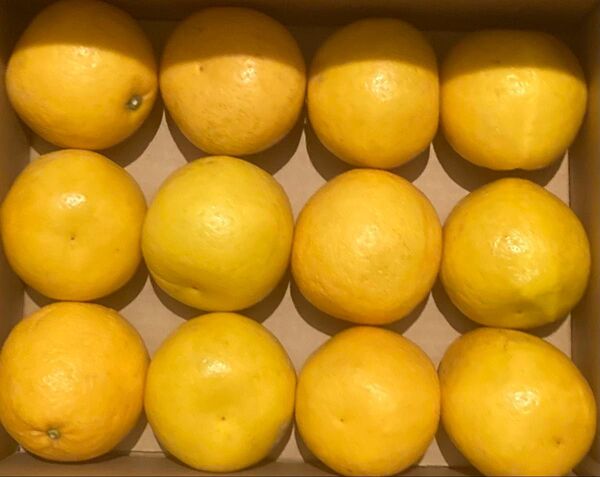 河内晩柑 愛媛県特産 みしょうゴールド Mサイズ12玉入り