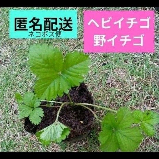 ヘビイチゴ 野いちご 1苗