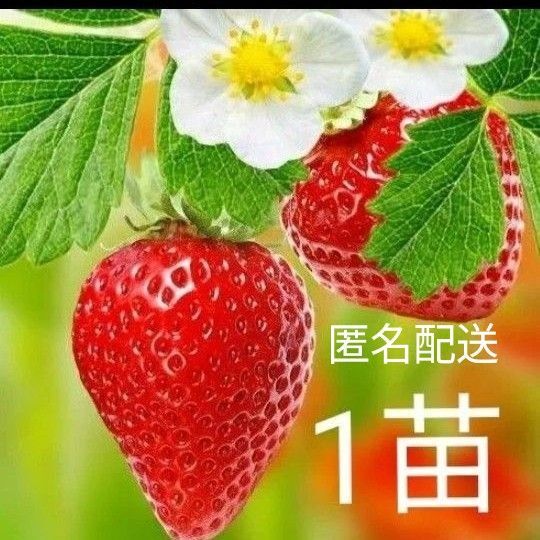 いちご 1苗【完全無農薬、化学肥料も使用しておりません!】