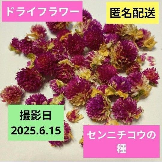 ドライフラワー 千日紅の花(種)