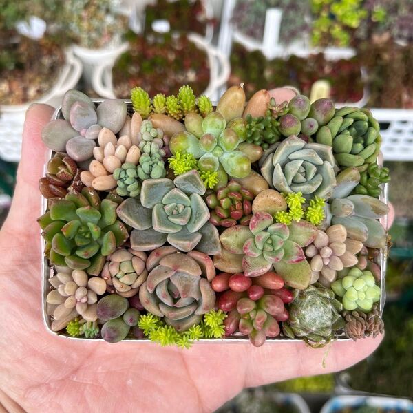 多肉寄せ植え カット苗 詰め合わせ ちまちま寄せ弁当N