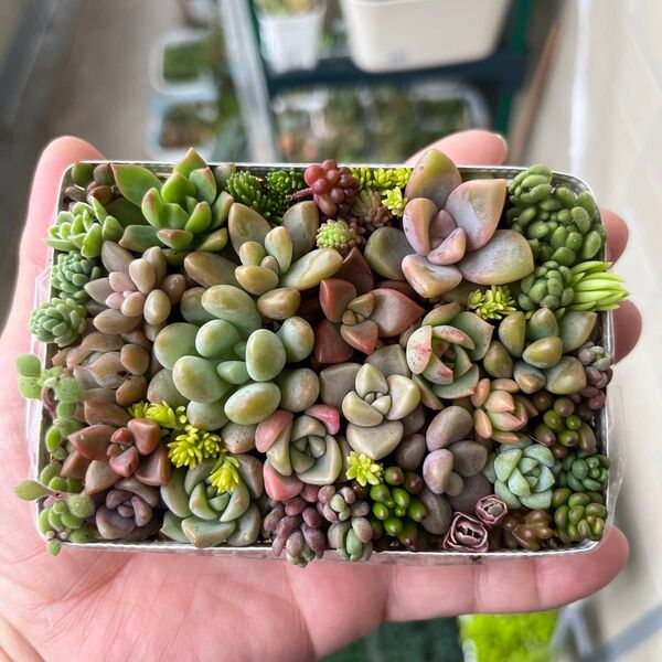 多肉寄せ植え カット苗 詰め合わせ ちまちま寄せ弁当S