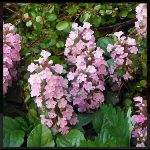 アジュガ ピンク花 抜き苗3本
