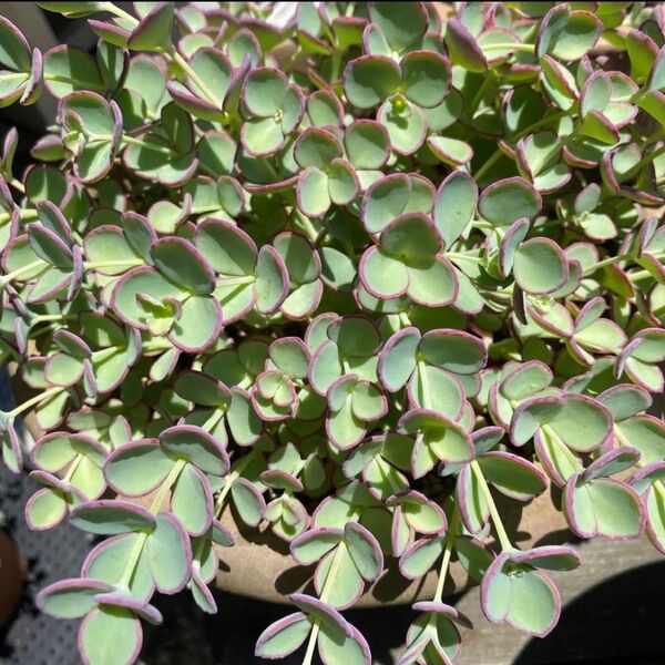 多肉植物ミセバヤ カット