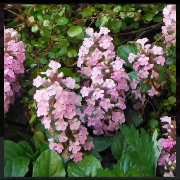 アジュガ ピンク花 抜き苗5本