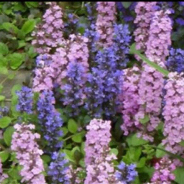 アジュガ ピンク花・紫花 抜き苗