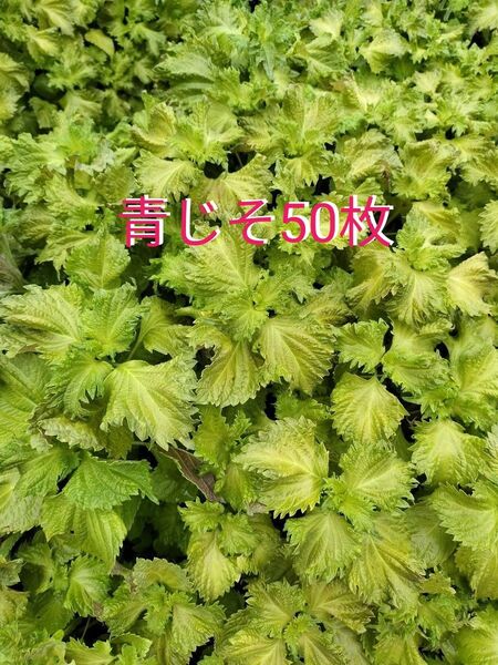 採れたて青じそ大葉50枚 無農薬自宅栽培