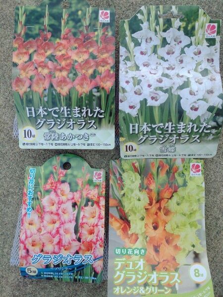 グラジオラス 球根 43球 大量