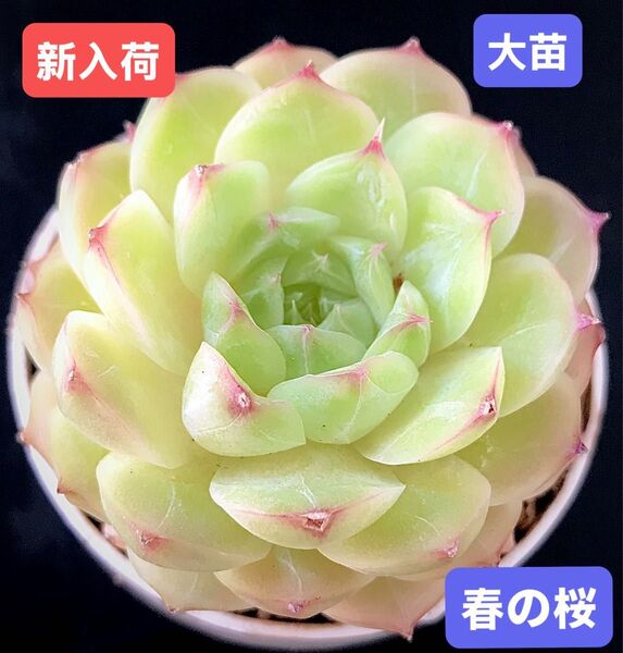 新入荷★韓国苗★春の桜★レア種★可愛い紅葉大苗★超美苗★多肉植物★エケベリア