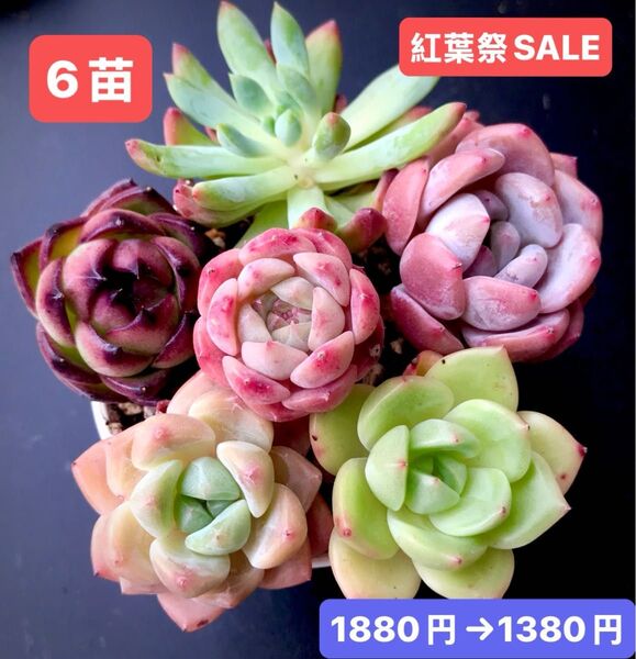 紅葉祭SALE★6苗1380円★韓国苗★乙女心、桃大福、ブルードラゴン、桜プリン、桜等★可愛い紅葉超美苗★多肉植物★エケベリア