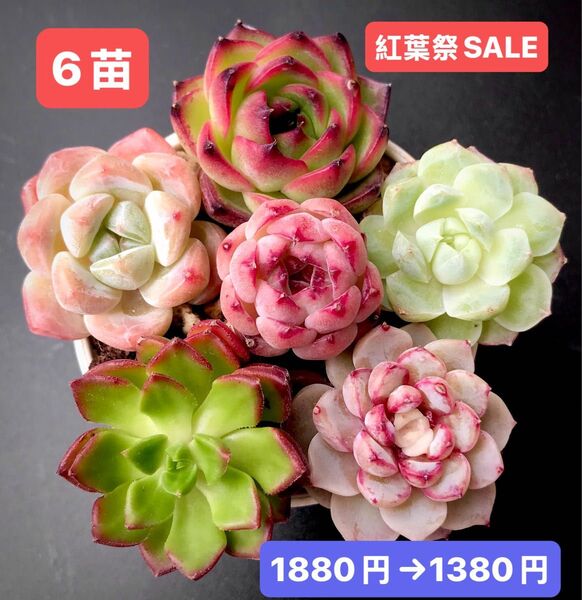 紅葉祭SALE★6苗1380円★韓国苗★ブルードラゴン、桜、ホワイトソーダ、苺ジャム等★可愛い紅葉超美苗★多肉植物★エケベリア