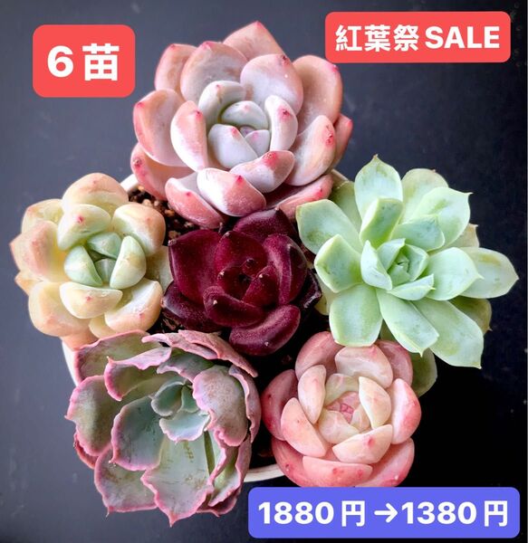 紅葉祭SALE★6苗1380円★韓国苗★桃大福、桜プリン、ロビン、白月影、霞の舞う等★可愛い紅葉超美苗★多肉植物★エケベリア