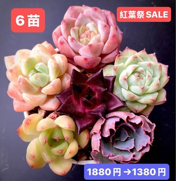 紅葉祭SALE★6苗1380円★韓国苗★ピーチジャム、桜プリン、緑薔薇、ロビン、霞の舞う等★可愛い紅葉超美苗★多肉植物★エケベリア