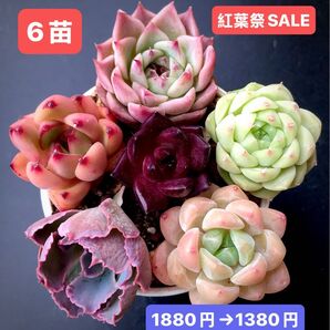 紅葉祭SALE★6苗1380円★韓国苗★紫恋hyb、赤宝石、白砂糖、霞の舞う、桜プリン等★可愛い紅葉超美苗★多肉植物★エケベリア