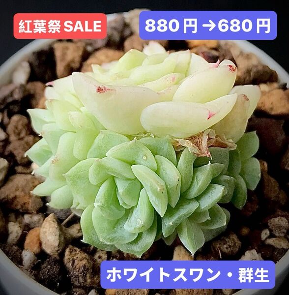 紅葉祭SALE★新入荷★韓国苗★ホワイトスワン・群生★可愛い紅葉大苗★超美苗★多肉植物★エケベリア