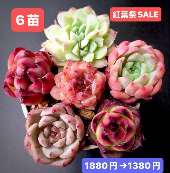 紅葉祭SALE★6苗1380円★韓国苗★白薔薇双頭、芙蓉、レッドドラゴン、ピーチジャム等★可愛い紅葉超美苗★多肉植物★エケベリア