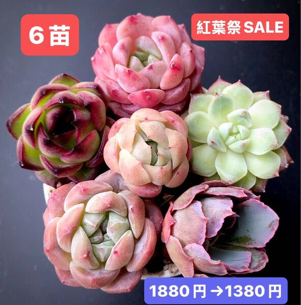 紅葉祭SALE★6苗1380円★韓国苗★芙蓉美人、ブルー、桜ベリー、霞の舞う等★可愛い紅葉超美苗★多肉植物★エケベリア