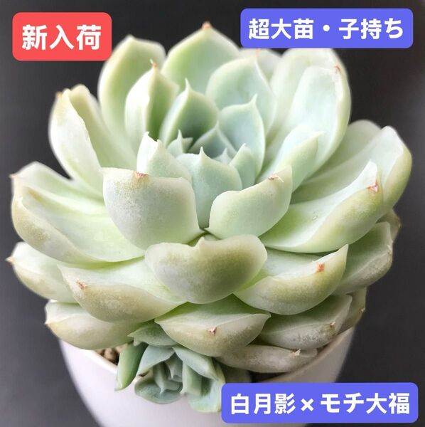 新入荷★韓国苗★白月影×モチ大福・子持ち★レア種★可愛い白色系超大苗★超美苗★多肉植物★エケベリア