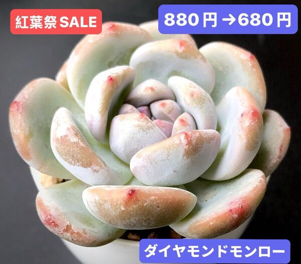 紅葉祭SALE★新入荷★韓国苗★ダイヤモンドモンロー★可愛い紅葉大苗★超美苗★多肉植物★エケベリア