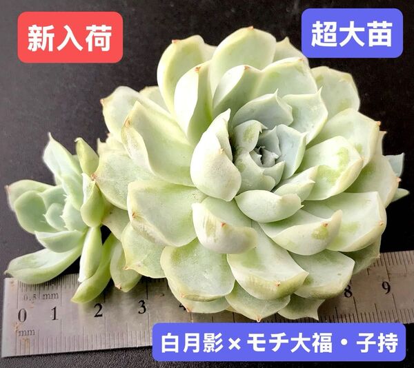 新入荷★韓国苗★白月影×モチ大福・子持ち★レア種★可愛い白色系超大苗★超美苗★多肉植物★エケベリア