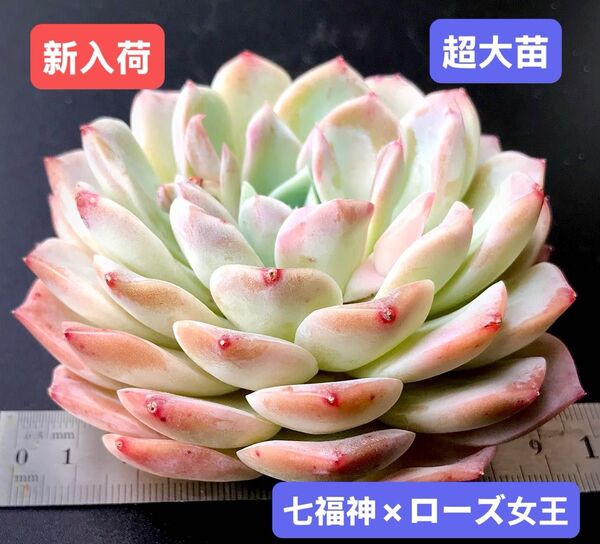 新入荷★韓国苗★七福神×ローズ女王★レア種★可愛い紅葉超大苗★超美苗★多肉植物★エケベリア