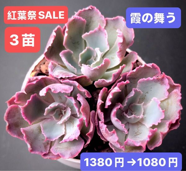 紅葉祭SALE★3苗1080円★韓国苗★霞の舞う★可愛い紅葉超美苗★多肉植物★エケベリア