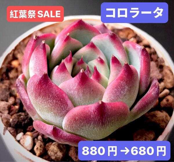 紅葉祭SALE★新入荷★韓国苗★コロラータ★可愛い紅葉超美苗★多肉植物★エケベリア