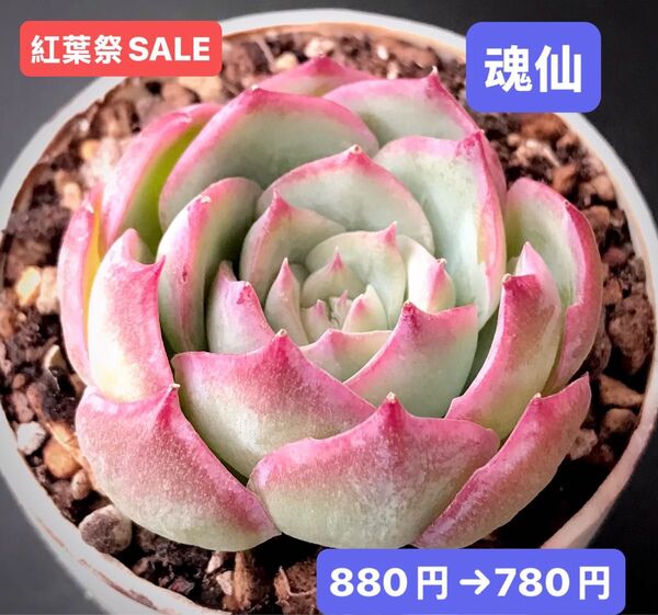 紅葉祭SALE★新入荷★韓国苗★魂仙★可愛い紅葉大苗★超美苗★多肉植物★エケベリア