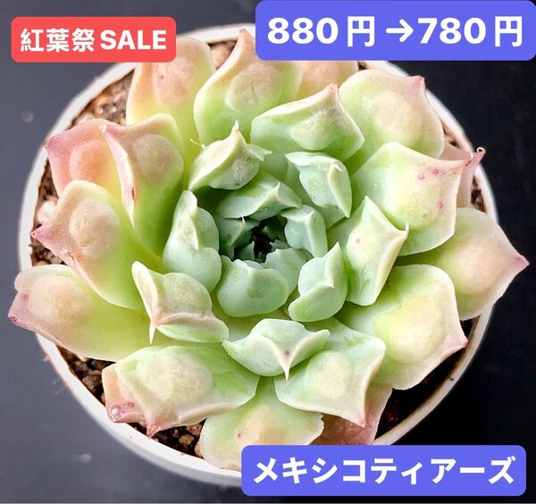 紅葉祭SALE★新入荷★韓国苗★メキシコティアーズ★可愛い紅葉大苗★超美苗★多肉植物★エケベリア