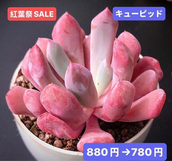 紅葉祭SALE★新入荷★韓国苗★キューピッド★可愛い紅葉大苗★超美苗★多肉植物★エケベリア