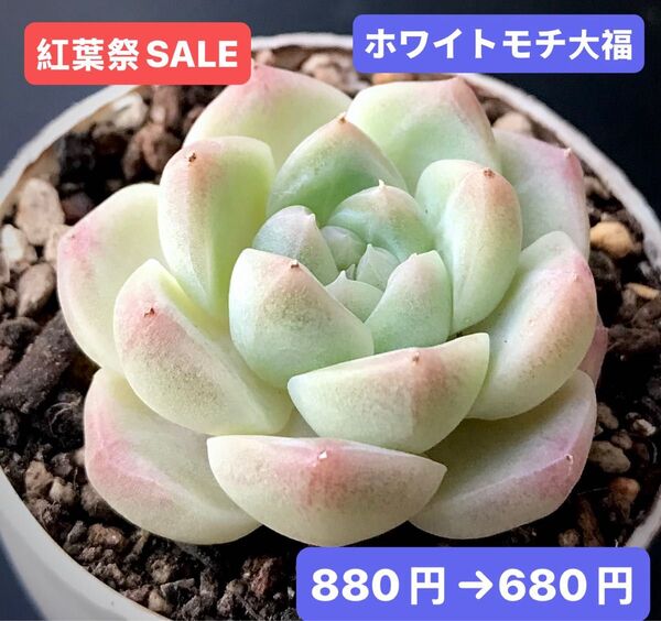 紅葉祭SALE★新入荷★韓国苗★ホワイトモチ大福★可愛い白色系超美苗★多肉植物★エケベリア