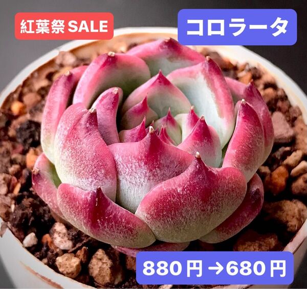 紅葉祭SALE★新入荷★韓国苗★コロラータ★可愛い紅葉超美苗★多肉植物★エケベリア