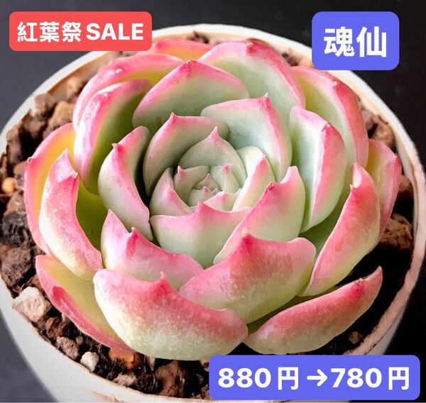紅葉祭SALE★新入荷★韓国苗★魂仙★可愛い紅葉大苗★超美苗★多肉植物★エケベリア