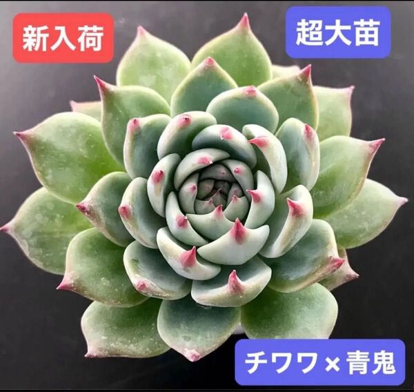 新入荷★韓国苗★チワワ×青鬼★レア種★可愛い紅葉大苗★超美苗★多肉植物★エケベリア