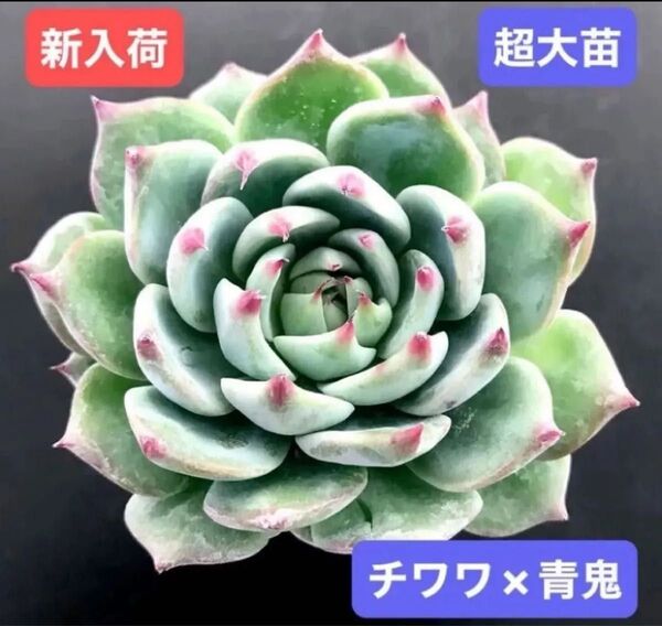 新入荷★韓国苗★チワワ×青鬼★レア種★可愛い紅葉大苗★超美苗★多肉植物★エケベリア