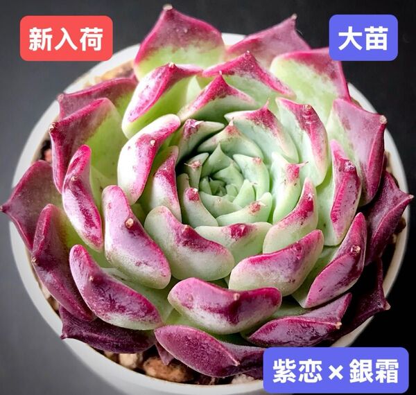 新入荷★韓国苗★紫恋×銀霜★レア種★可愛い紅葉大苗★超美苗★多肉植物★エケベリア
