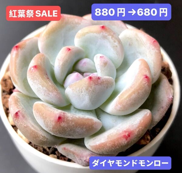 紅葉祭SALE★新入荷★韓国苗★ダイヤモンドモンロー★可愛い紅葉大苗★超美苗★多肉植物★エケベリア