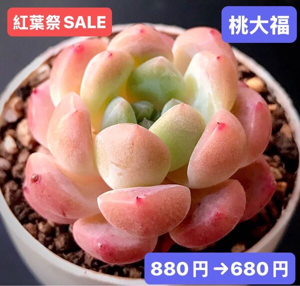 紅葉祭SALE★新入荷★韓国苗★桃大福★可愛い紅葉大苗★超美苗★多肉植物★エケベリア
