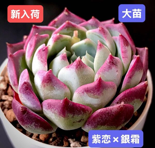 新入荷★韓国苗★紫恋×銀霜★レア種★可愛い紅葉大苗★超美苗★多肉植物★エケベリア
