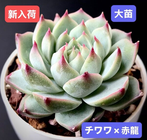 新入荷★韓国苗★チワワ×赤龍★レア種★可愛い紅葉大苗★超美苗★多肉植物★エケベリア
