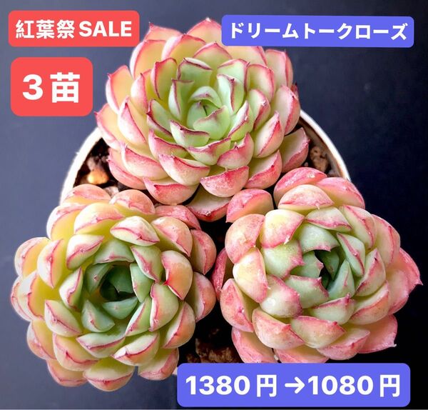 紅葉祭SALE★3苗1080円★韓国苗★ドリームトークローズ★可愛い紅葉超美苗★多肉植物★エケベリア