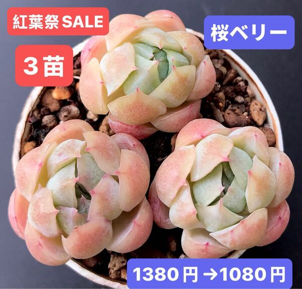 紅葉祭SALE★3苗1080円★韓国苗★桜ベリー★可愛い紅葉超美苗★多肉植物★エケベリア