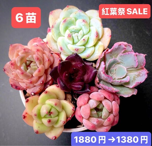 紅葉祭SALE★6苗1380円★韓国苗★ホワイトラタム、桜水晶、ロビン、霞の舞う、桜の桃等★可愛い紅葉超美苗★多肉植物★エケベリア
