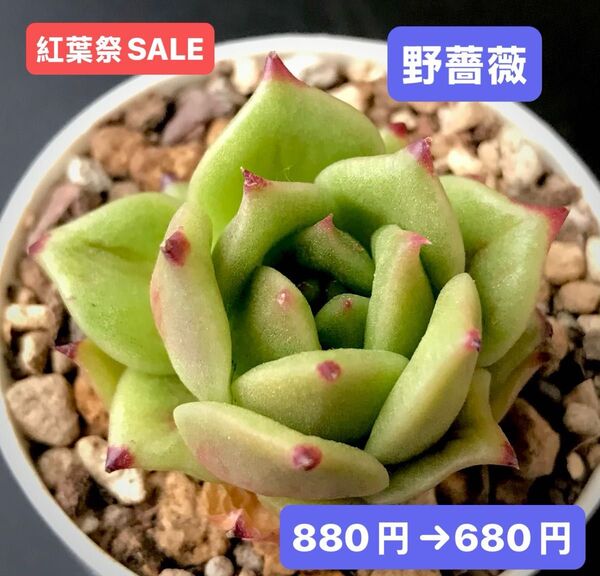 紅葉祭SALE★新入荷★韓国苗★野薔薇★可愛い超美苗★多肉植物★エケベリア